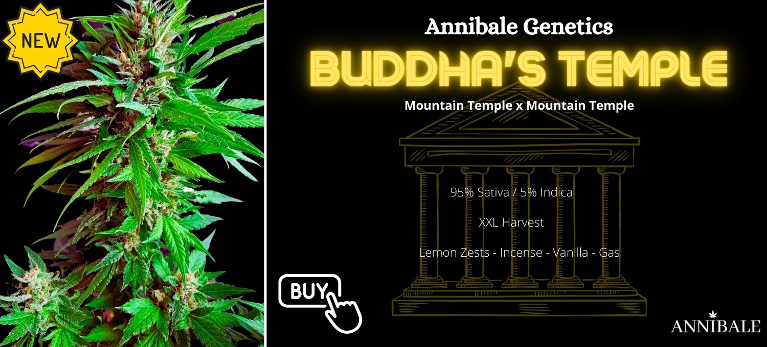 Buddha's Temple Annibale Genetics Annibale Seedshop Buddha's Temple Annibale Genetics Annibale Seedshop
