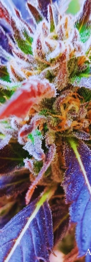 pick and mix cannabis seeds seedbank annibale seedshop home page pick and mix cannabis seeds seedbank annibale seedshop home page