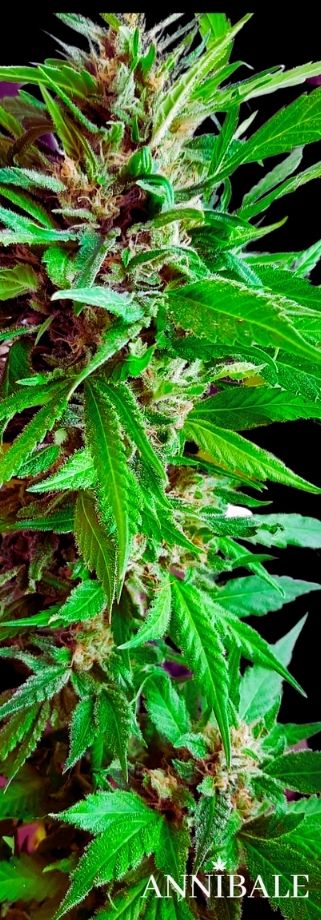 pick and mix cannabis seeds seedbank annibale seedshop home page pick and mix cannabis seeds seedbank annibale seedshop home page