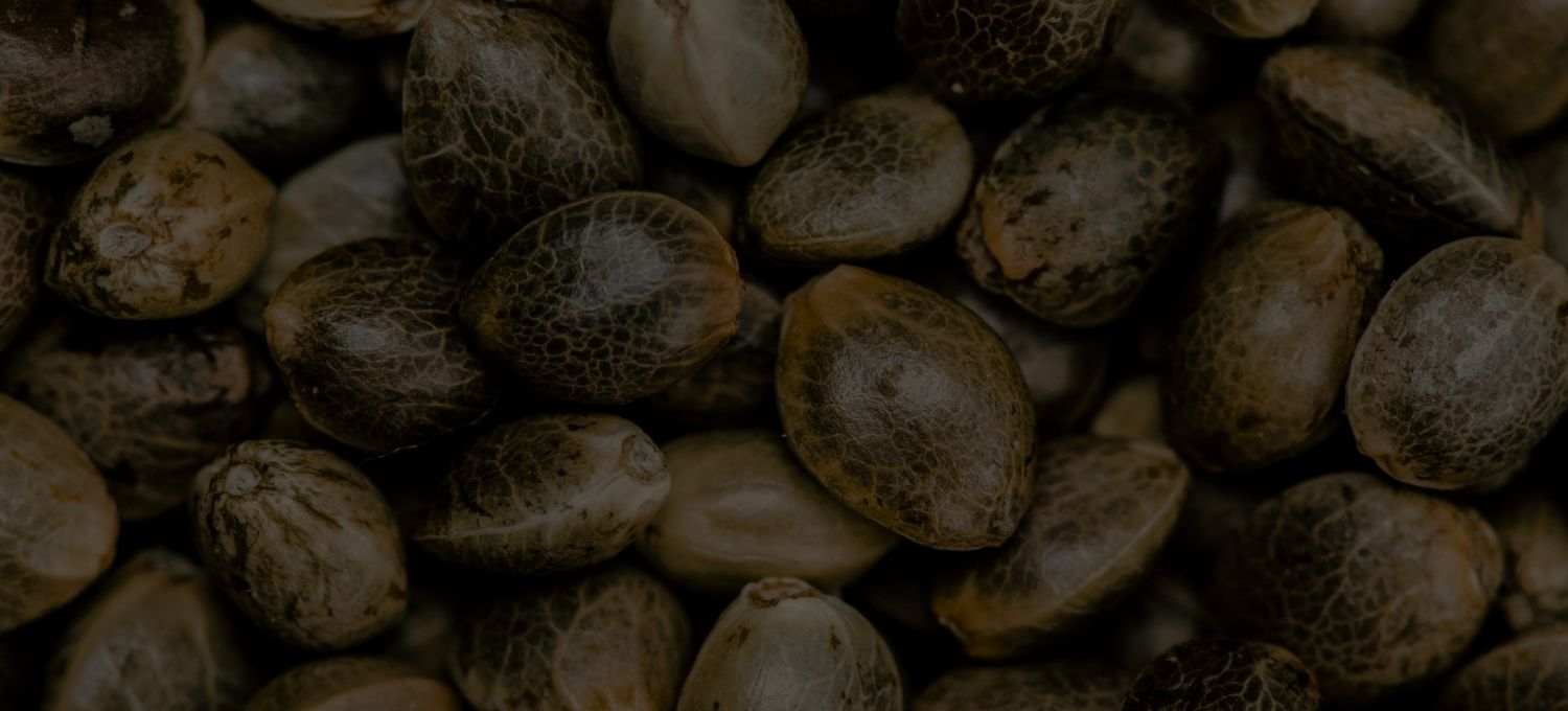 annibale seedshop free cannabis seeds home page annibale seedshop free cannabis seeds home page