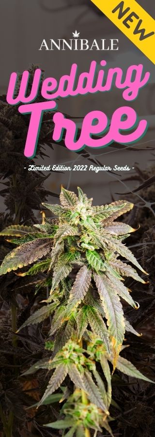 pick and mix cannabis seeds seedbank annibale seedshop home page pick and mix cannabis seeds seedbank annibale seedshop home page