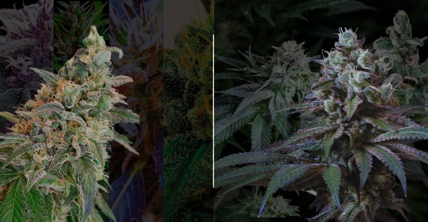 annibale seedshop free cannabis seeds home page annibale seedshop free cannabis seeds home page