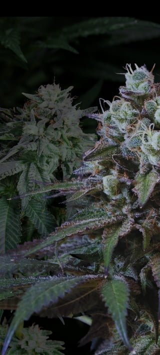 annibale seedshop free cannabis seeds home page annibale seedshop free cannabis seeds home page