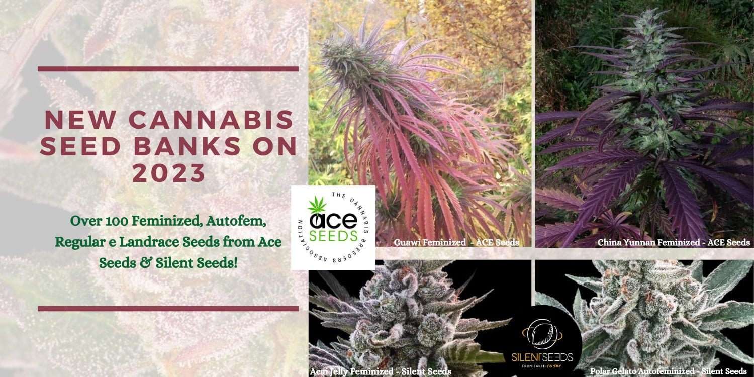 annibale seedshop free cannabis seeds home page annibale seedshop free cannabis seeds home page