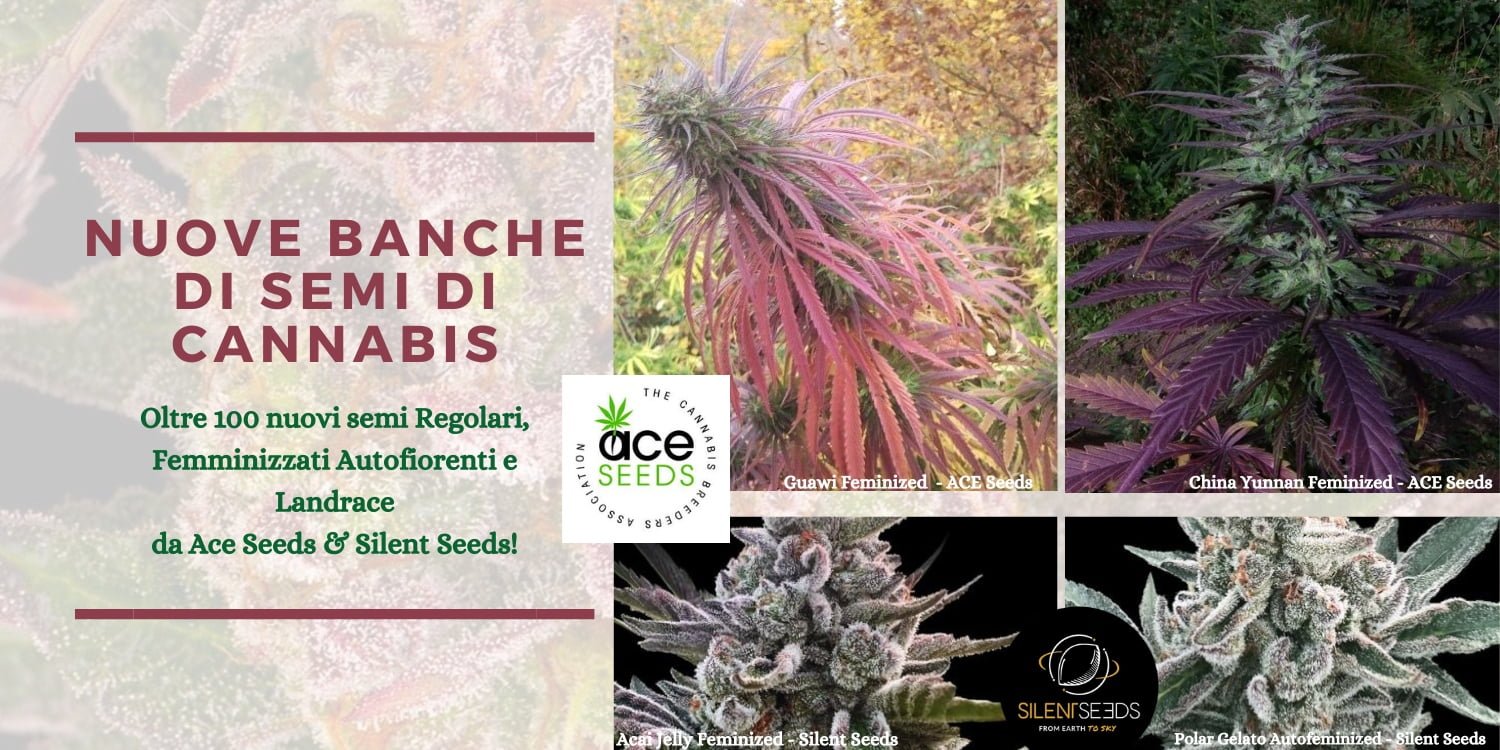 annibale seedshop free cannabis seeds home page annibale seedshop free cannabis seeds home page
