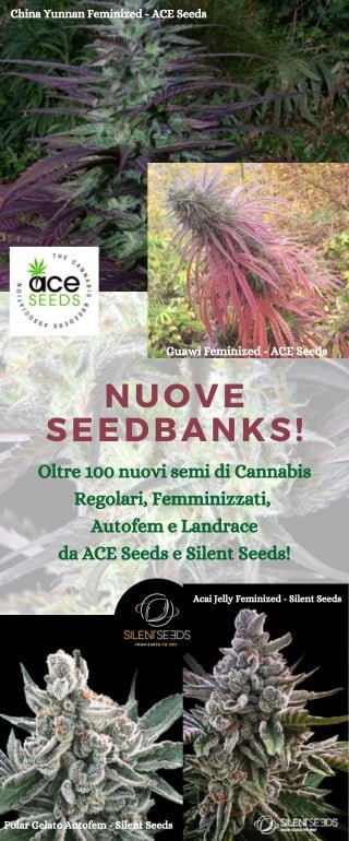 annibale seedshop free cannabis seeds home page annibale seedshop free cannabis seeds home page