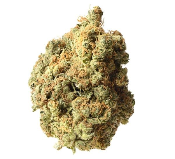 Amsterdam-Genetics-AK-020-Feminized-Autoflowering-Cannabis-Seeds-Annibale-Seedshop