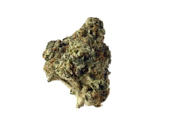 Amsterdam-Genetics-AK-Choco-Kush-Feminized-Cannabis-Seeds-Annibale-Seedshop