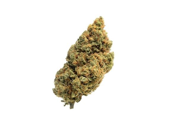 Amsterdam-Genetics-Blue-Amnesia-Feminized-Autoflowering-Cannabis-Seeds-Annibale-Seedshop-1