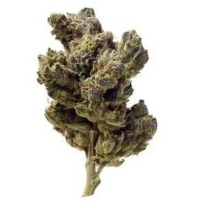 Amsterdam-Genetics-Blue-Magic-Feminized-Cannabis-Seeds-Annibale-Seedshop_2