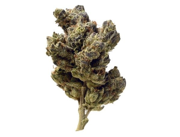 Amsterdam-Genetics-Blue-Magic-Feminized-Cannabis-Seeds-Annibale-Seedshop_2