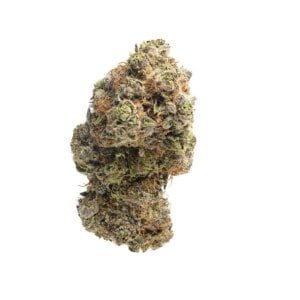 Amsterdam-Genetics-Chocolato-Feminized-Cannabis-Seeds-Annibale-Seedshop-1