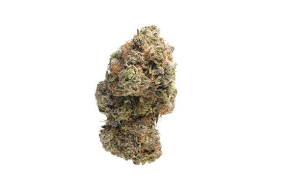 Amsterdam-Genetics-Chocolato-Feminized-Cannabis-Seeds-Annibale-Seedshop-1