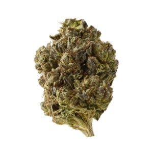 Amsterdam-Genetics-Double-Blue-Feminized-Cannabis-Seeds-Annibale-Seedshop_2