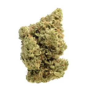 Amsterdam-Genetics-Dutch-Duchess-Feminized-Cannabis-Seeds-Annibale-Seedshop-1