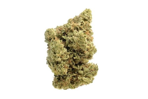 Amsterdam-Genetics-Dutch-Duchess-Feminized-Cannabis-Seeds-Annibale-Seedshop-1