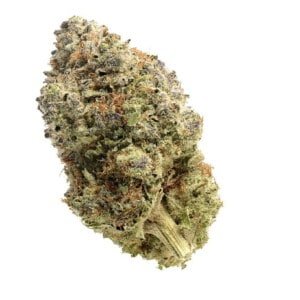 Amsterdam-Genetics-Fatkid_s-Cake-Feminized-Cannabis-Seeds-Annibale-Seedshop-1