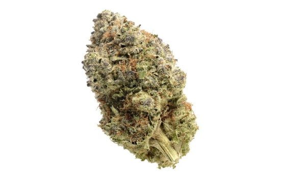 Amsterdam-Genetics-Fatkid_s-Cake-Feminized-Cannabis-Seeds-Annibale-Seedshop-1