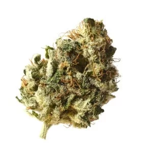 Amsterdam-Genetics-Kosher-Choco-Kush-Feminized-Cannabis-Seeds-Annibale-Seedshop-1