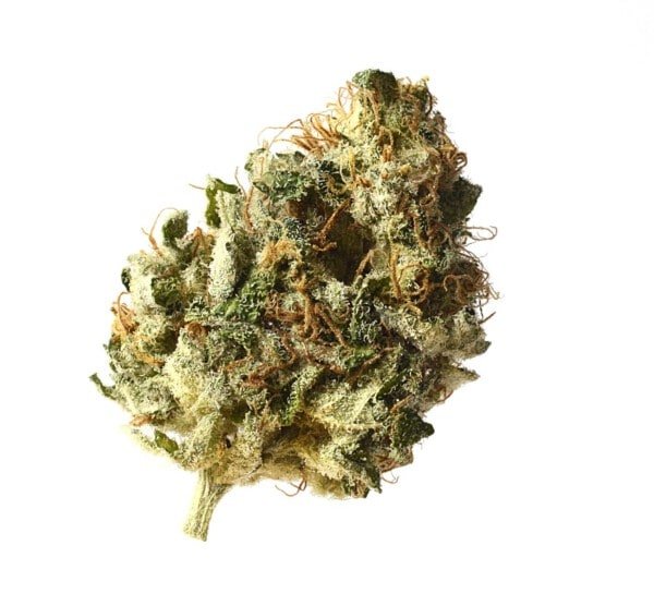 Amsterdam-Genetics-Kosher-Choco-Kush-Feminized-Cannabis-Seeds-Annibale-Seedshop-1