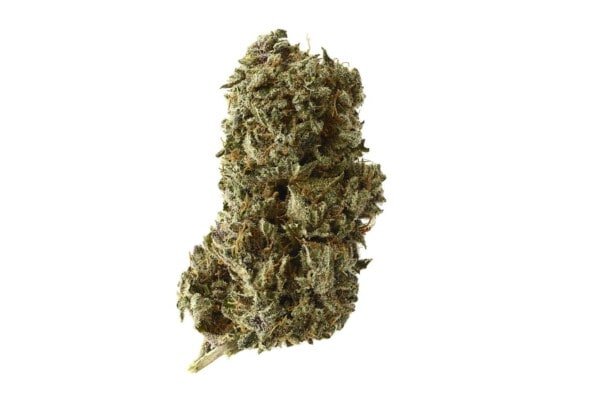 Amsterdam-Genetics-Kosher-Tangie-Kush-Feminized-Cannabis-Seeds-Annibale-Seedshop-1