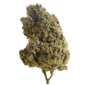 Amsterdam-Genetics-Lemongrass-Feminized-Cannabis-Seeds-Annibale-Seedshop