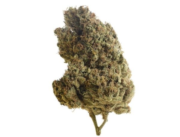 Amsterdam-Genetics-Lemongrass-Feminized-Cannabis-Seeds-Annibale-Seedshop