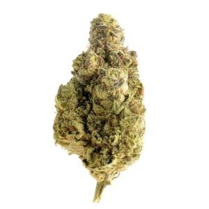 Amsterdam-Genetics-Magic-OG-Kush-Feminized-Cannabis-Seeds-Annibale-Seedshop