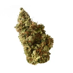 Amsterdam-Genetics-Milkshake-Kush-Feminized-Autoflowering-Cannabis-Seeds-Annibale-Seedshop-1