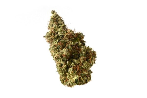 Amsterdam-Genetics-Milkshake-Kush-Feminized-Autoflowering-Cannabis-Seeds-Annibale-Seedshop-1