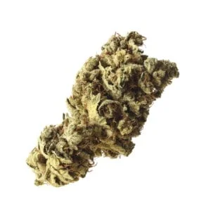 Amsterdam-Genetics-Pineapple-Kush-Feminized-Cannabis-Seeds-Annibale-Seedshop-1