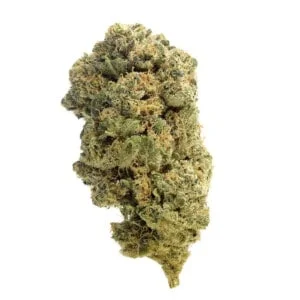 Amsterdam-Genetics-Quicksilver-Feminized-Cannabis-Seeds-Annibale-Seedshop-1