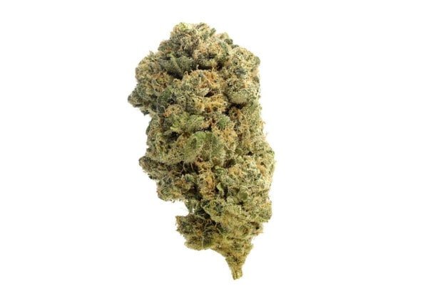 Amsterdam-Genetics-Quicksilver-Feminized-Cannabis-Seeds-Annibale-Seedshop-1