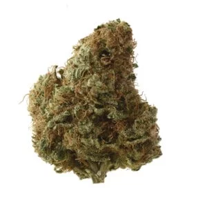 Amsterdam-Genetics-Sketch-Feminized-Cannabis-Seeds-Annibale-Seedshop-1