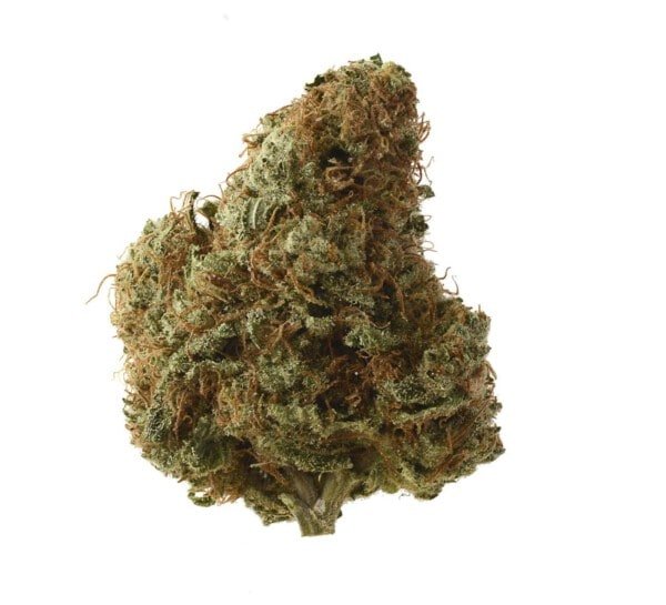 Amsterdam-Genetics-Sketch-Feminized-Cannabis-Seeds-Annibale-Seedshop-1