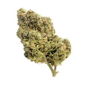 Amsterdam-Genetics-Skyrocket-Feminized-Cannabis-Seeds-Annibale-Seedshop-1