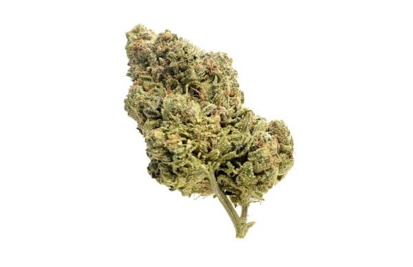 Amsterdam-Genetics-Skyrocket-Feminized-Cannabis-Seeds-Annibale-Seedshop-1