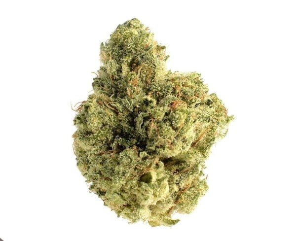 Amsterdam-Genetics-Skywalker-Saga-Feminized-Cannabis-Seeds-Annibale-Seedshop-1