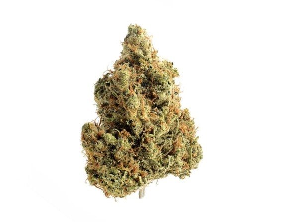 Amsterdam-Genetics-Strawberry-Glue-Feminized-Cannabis-Seeds-Annibale-Seedshop-_2