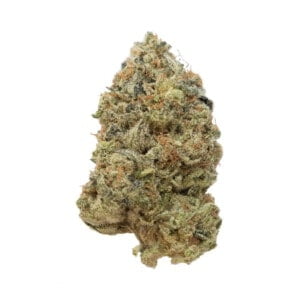 Amsterdam-Genetics-Tangerine-G13-Feminized-Cannabis-Seeds-Annibale-Seedshop-1