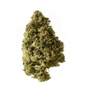 Amsterdam-Genetics-White-Choco-Feminized-Autoflowering-Cannabis-Seeds-Annibale-Seedshop-1