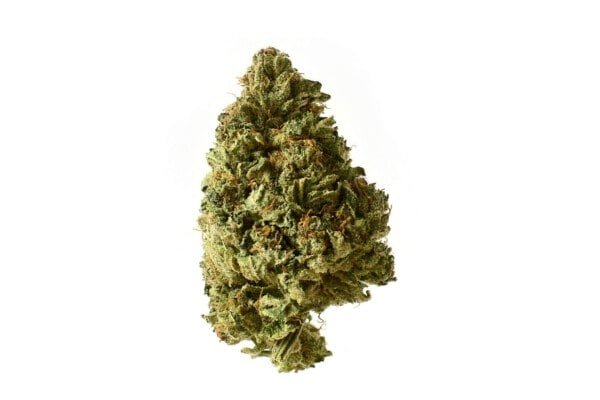 Amsterdam-Genetics-White-Choco-Feminized-Autoflowering-Cannabis-Seeds-Annibale-Seedshop-1