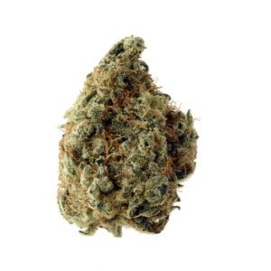 Amsterdam-Genetics-White-Choco-Feminized-Cannabis-Seeds-Annibale-Seedshop-1