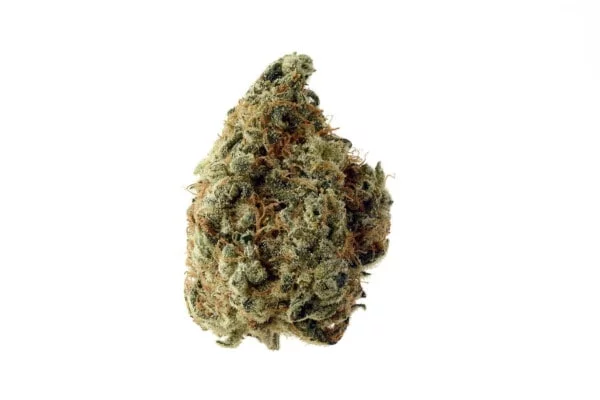 Amsterdam-Genetics-White-Choco-Feminized-Cannabis-Seeds-Annibale-Seedshop-1