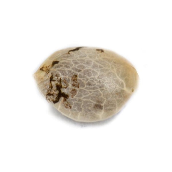 White Choco Femminizzata - Amsterdam Genetics - immagine 2