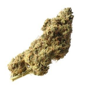 Amsterdam-Genetics-White-Choco-Haze-Feminized-Cannabis-Seeds-Annibale-Seedshop-1