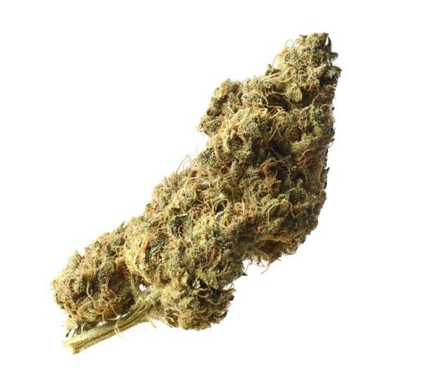 Amsterdam-Genetics-White-Choco-Haze-Feminized-Cannabis-Seeds-Annibale-Seedshop-1