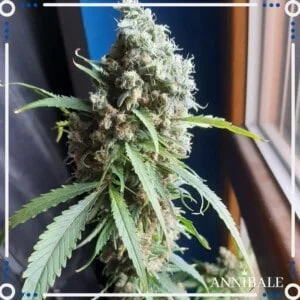 Annibale-Seedshop-Genetics-Old-Candy-Regular-Cannabis-Seeds