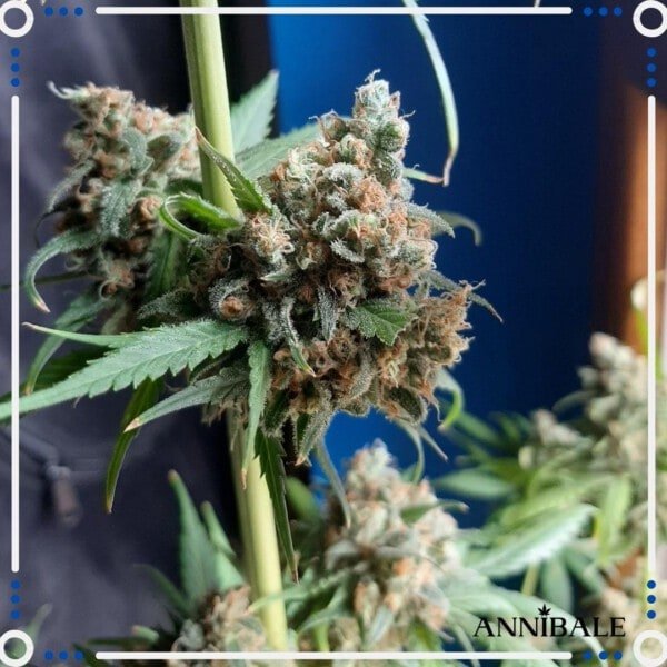Annibale-Seedshop-Genetics-Old-Candy-Regular-Cannabis-Seeds-Originals-1