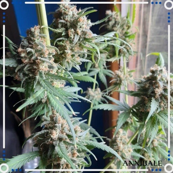 Annibale-Seedshop-Genetics-Old-Candy-Regular-Cannabis-Seeds-Originals-2